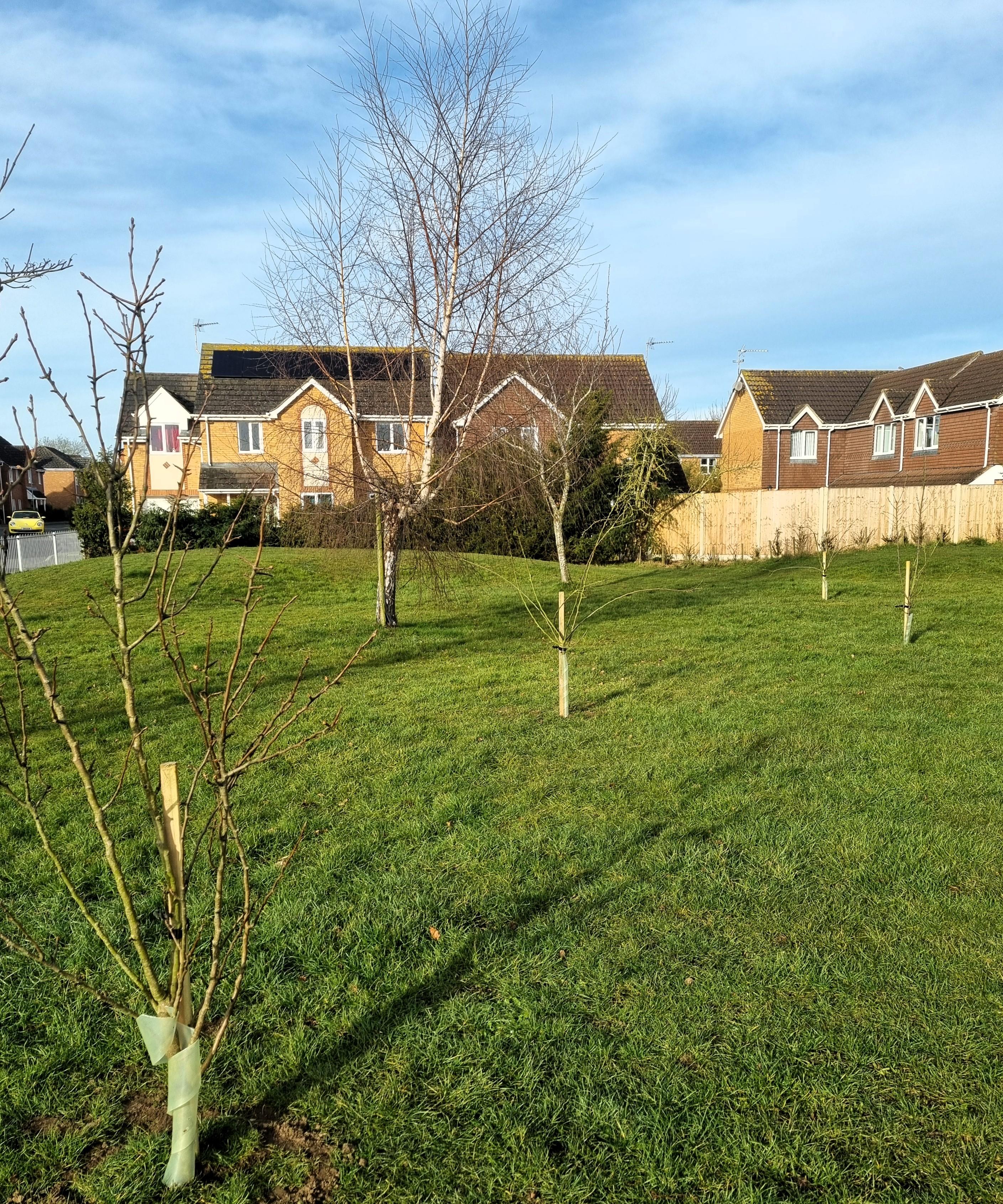 A sunny grassy field dotted with a few trees and charming houses in the background, creating a peaceful rural scene.