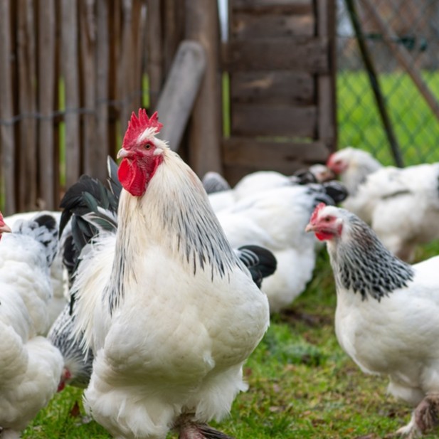 Several chickens gathered in a vibrant field, showcasing their feathers against the natural landscape.