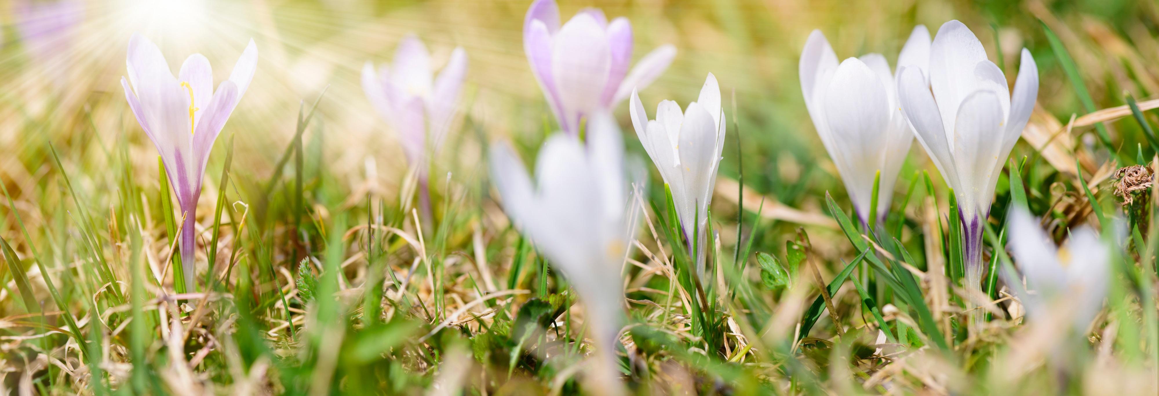 spring flowers banner