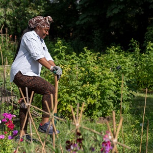 A woman engaged in gardening activities, nurturing plants and flowers in a lush, well-maintained garden setting.