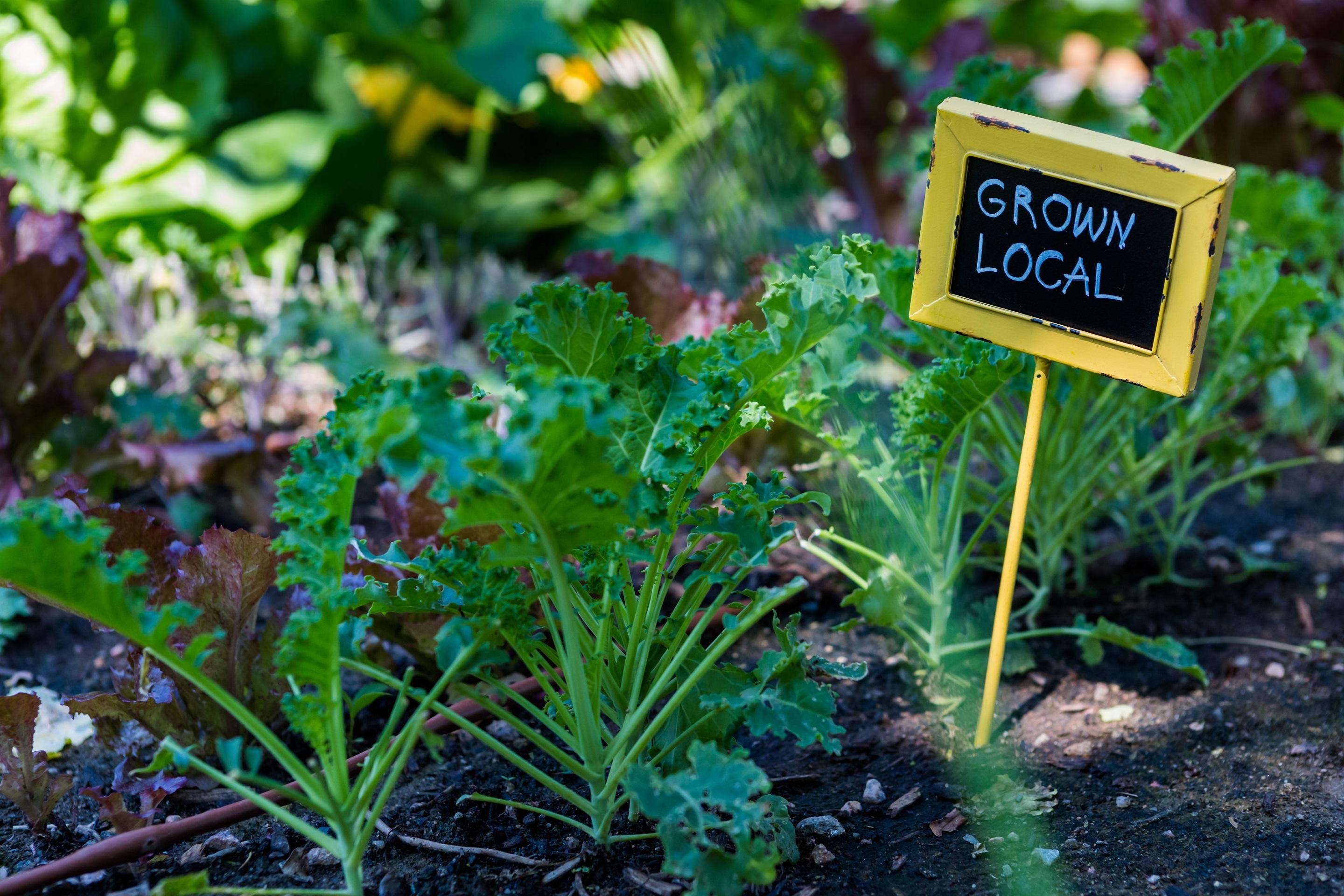 community garden image