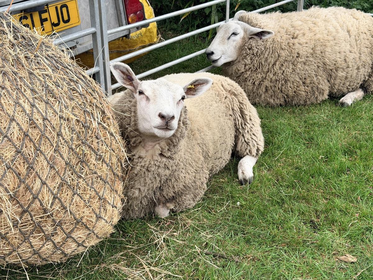 sheep