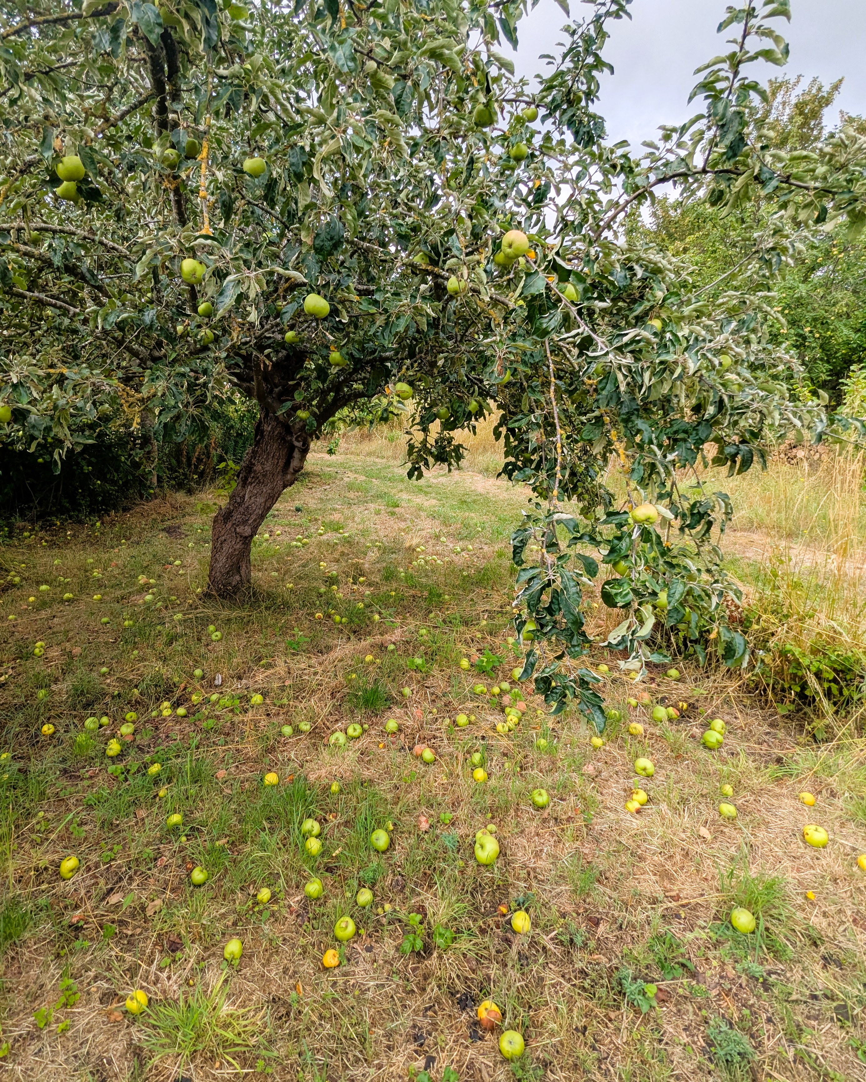 An apple tree with a lush canopy, surrounded by numerous red apples scattered on the ground beneath it.