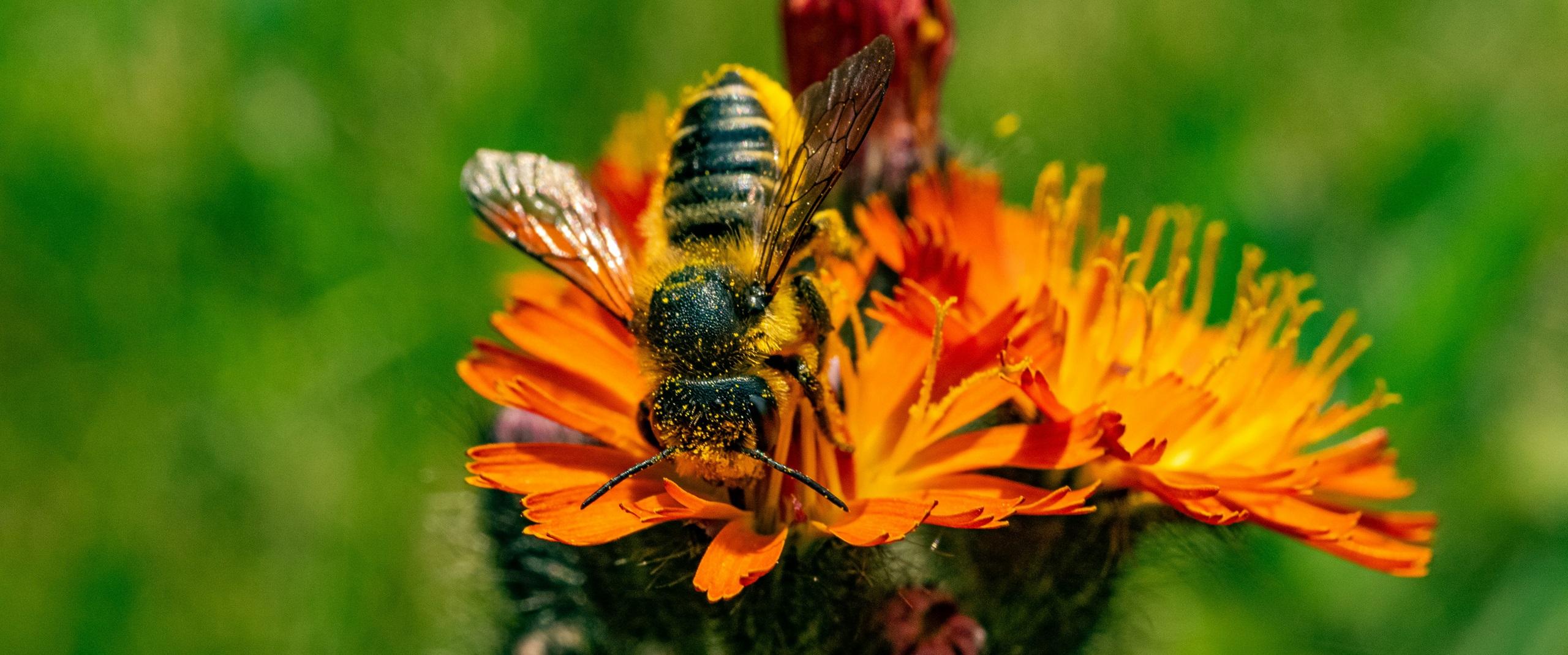 honey bee on a flower