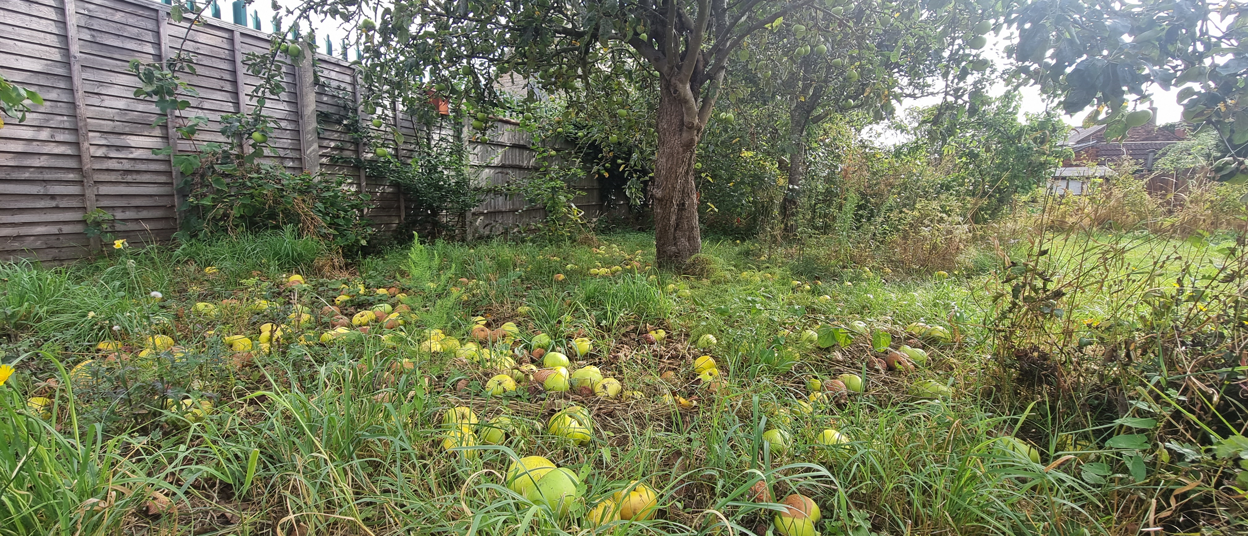 orchard in autumn