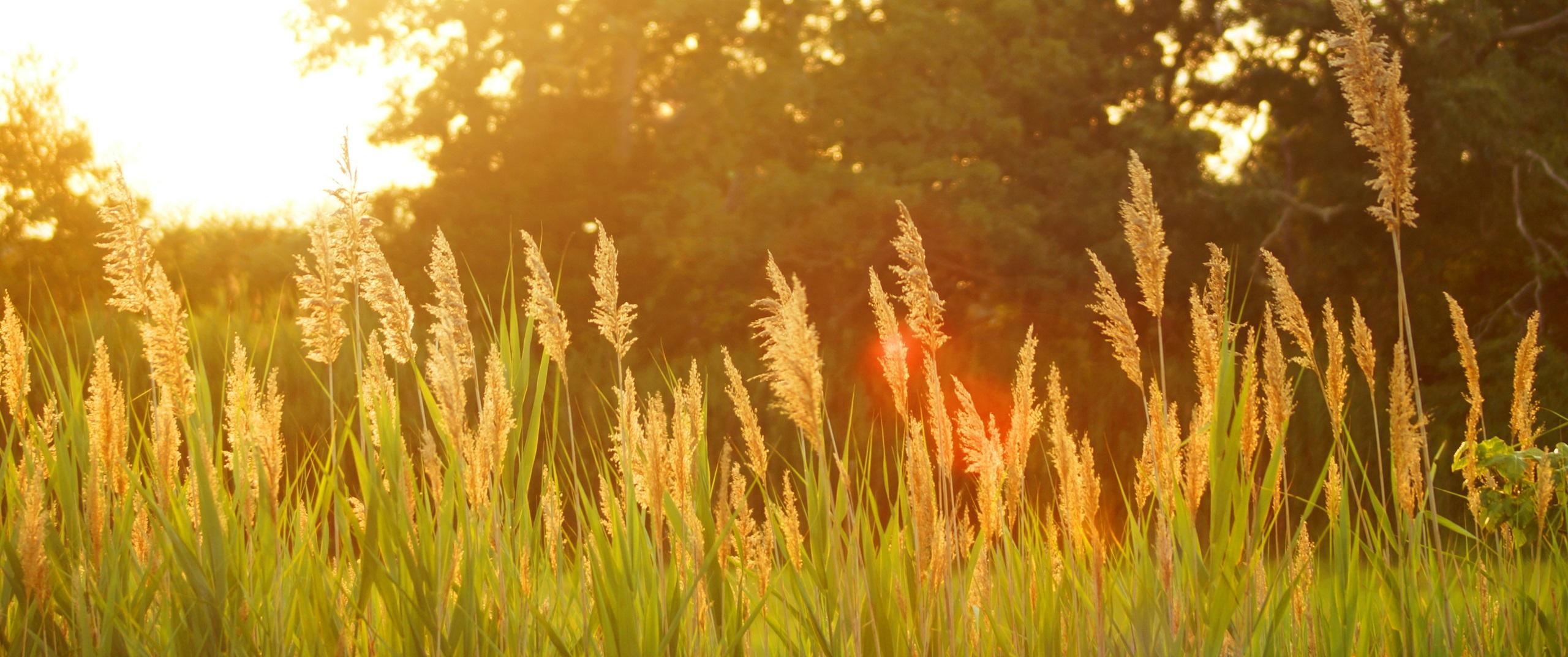 summer grass field at sunset