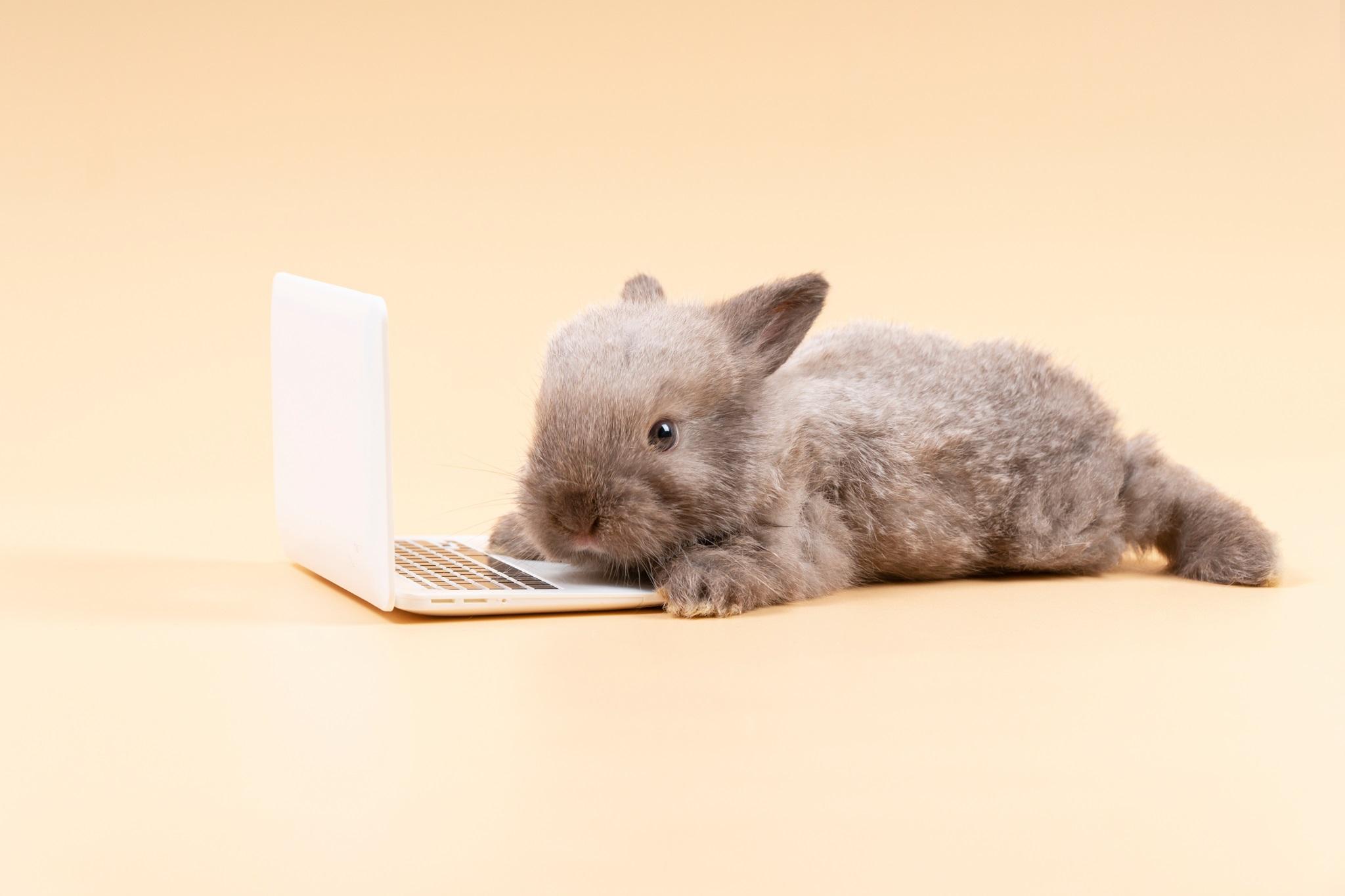 Easter bunny on a laptop