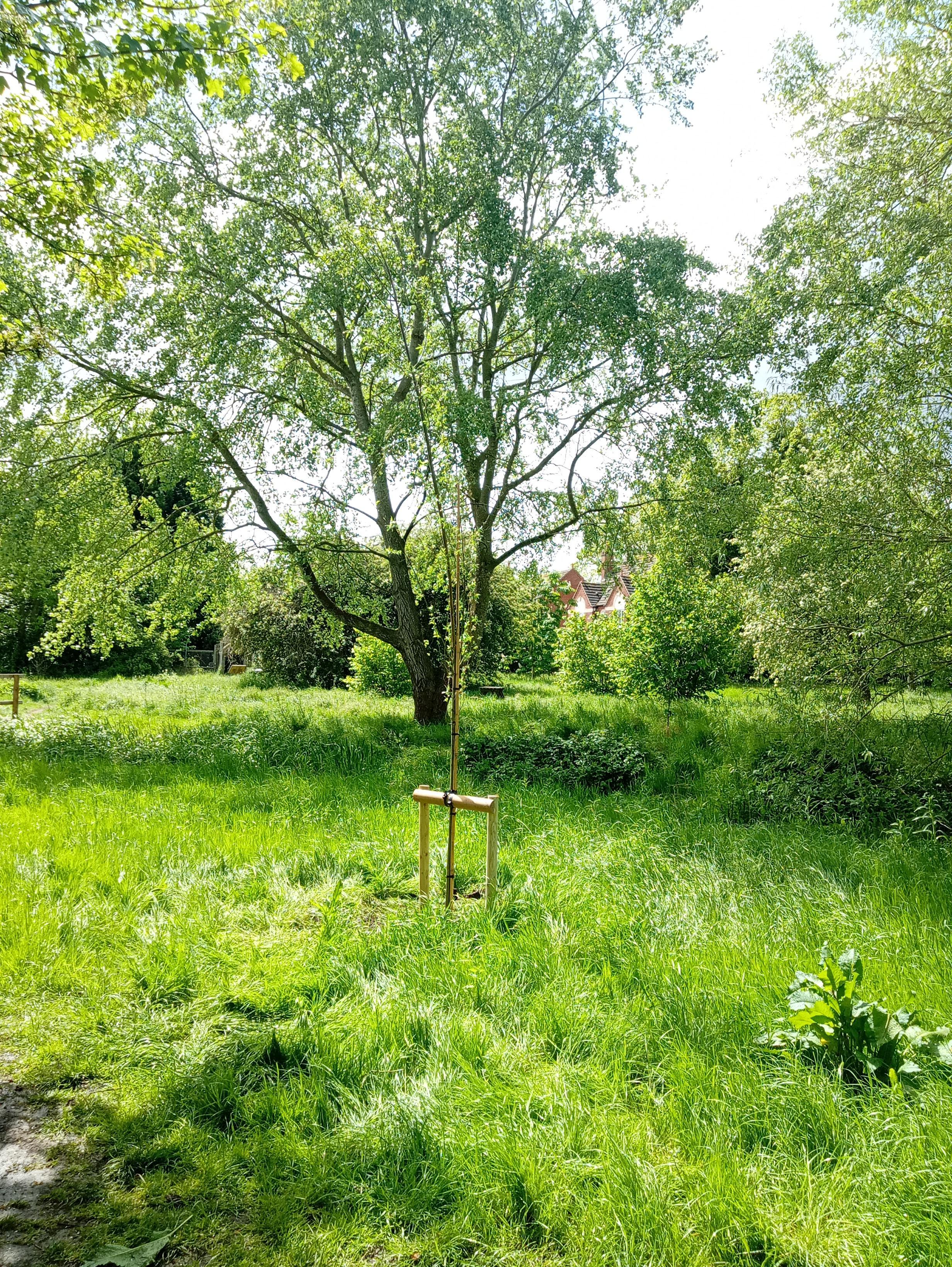 willow tree in horseshoe hollow