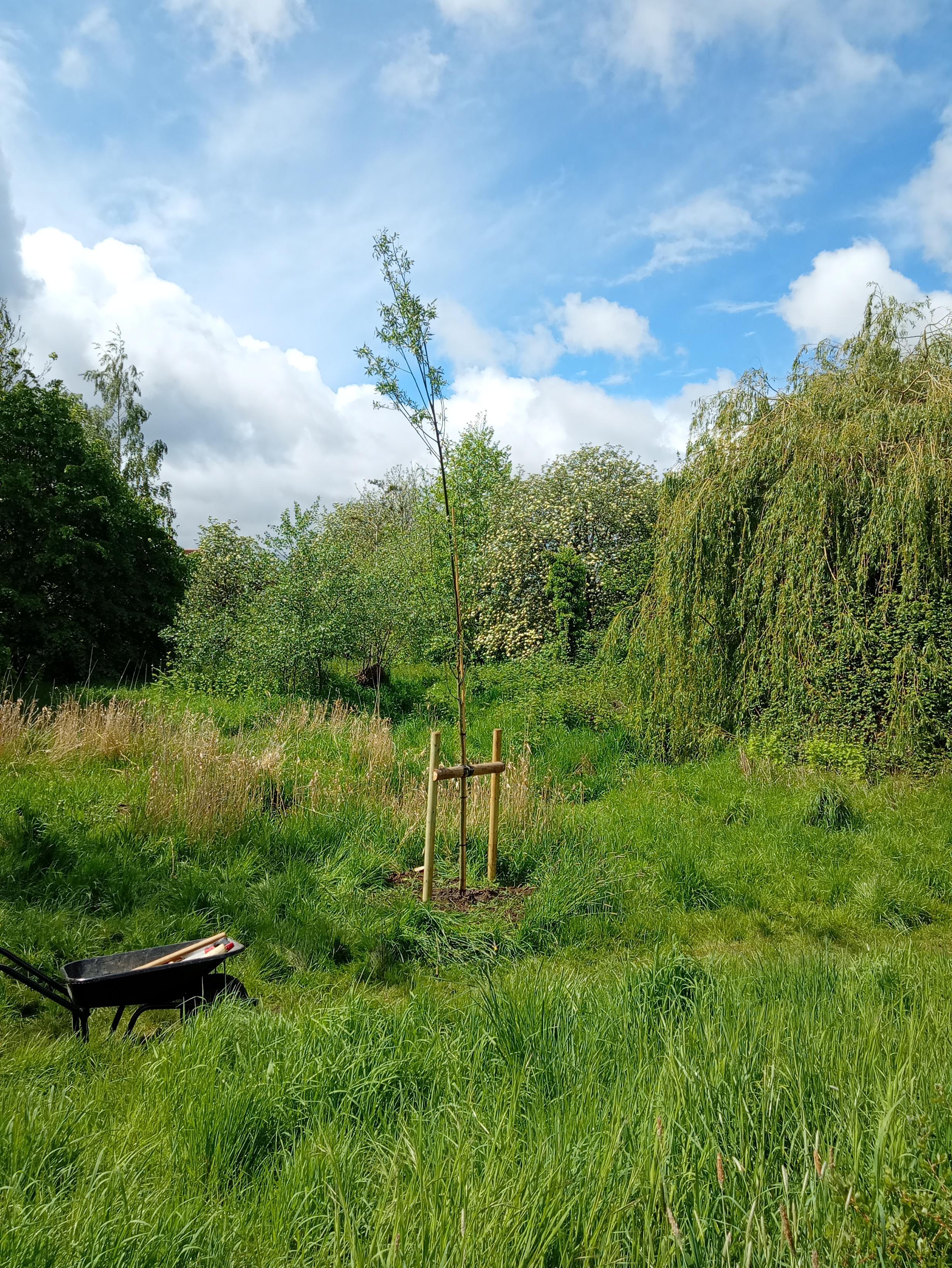 willow tree in horseshoe hollow ruskington
