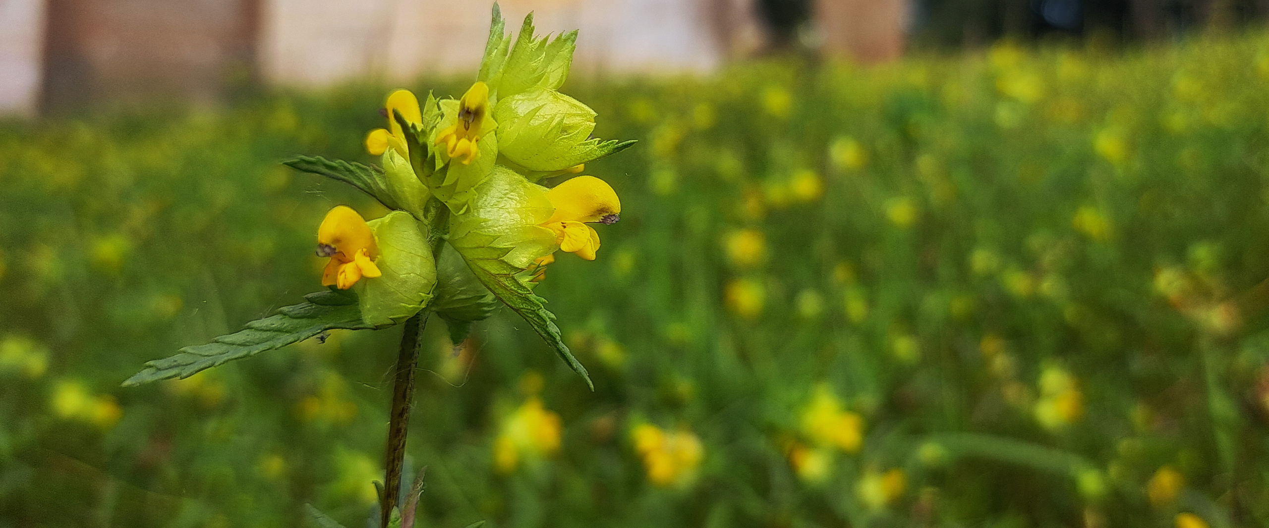 Yellow rattle website banner template 2560 x1066px